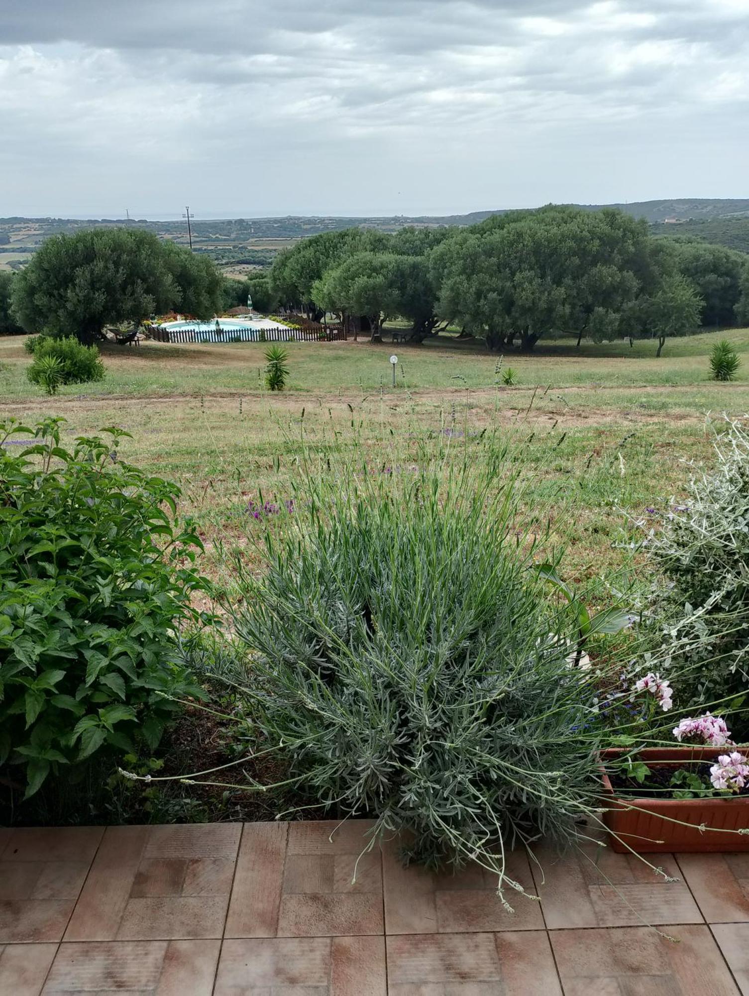 Agriturismo Gli Olivastri, Appartamento La Rosa Dei Venti Con Piscina E Solarium , Vista Mare ,Climatizzatore ,Wifi Aglientu Kültér fotó